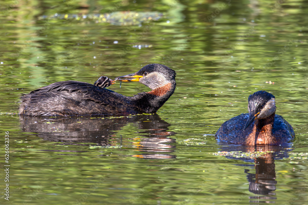 Red-necked grebe (Podiceps grisegena), couple of adult feeding a chick. Poland, Eastern Eco Park. Selective focus on bird's eyes female and chick