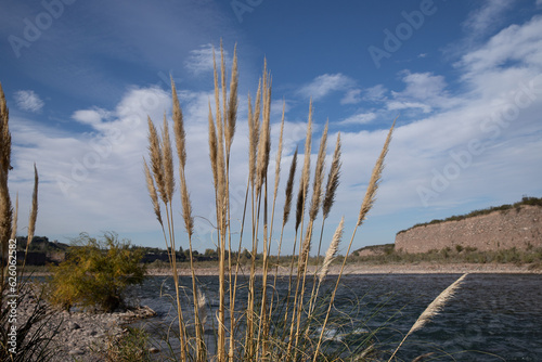 reeds on the Andes mountains