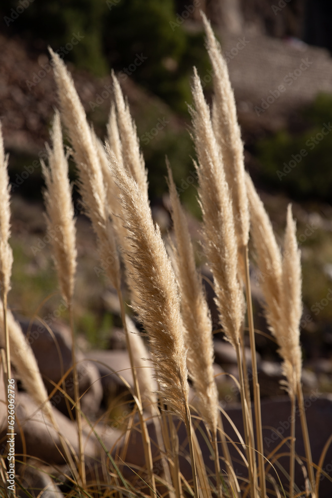 Obraz premium reeds in the wind Andes mountains