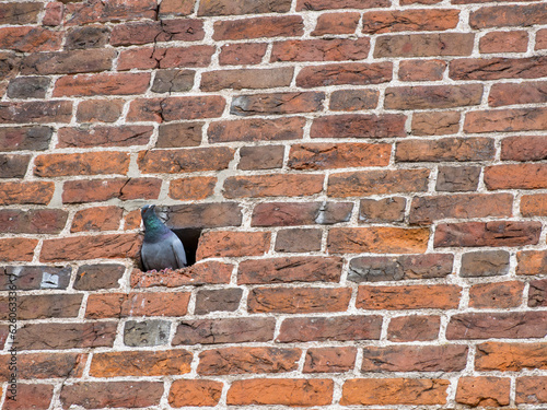 pigeon on the rocks