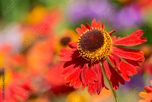 A selective focus shot of blooming Common sneezeweeds