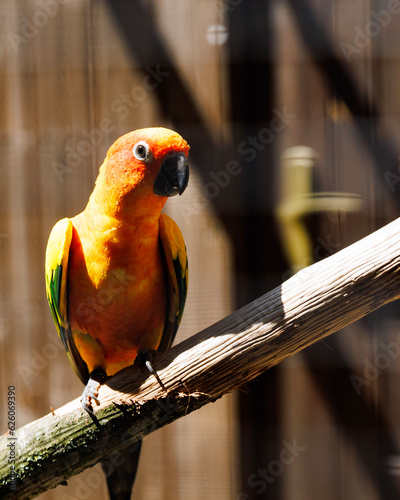 blue and yellow macaw