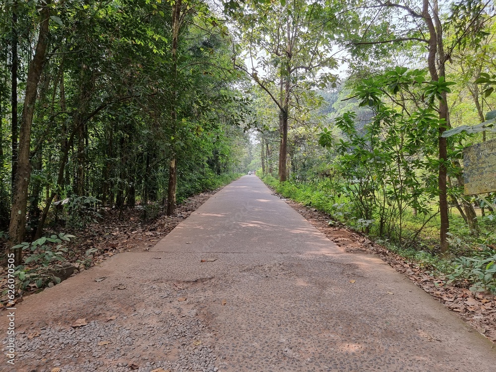 Fototapeta premium footpath in the park