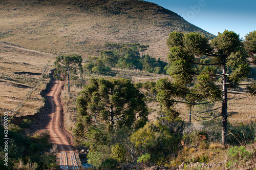 Coxilha Rica, Lages, Santa Catarina, Brazil. Excellent region for horseback riding
 photo