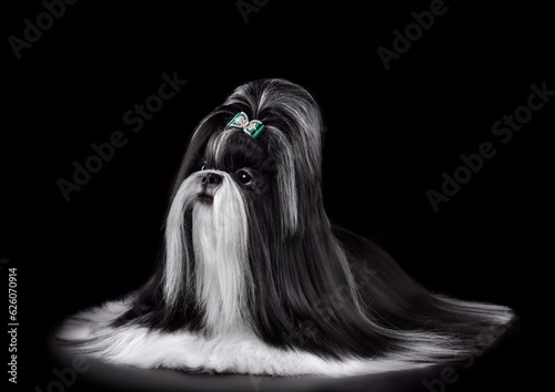 Beautiful black and white Shih Tzu dog photo