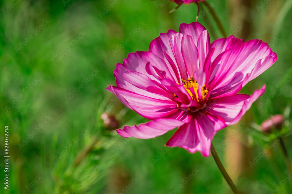 Beautiful flowers cosmos on softly blurred background. Beautiful flowers cosmos on softly blurred background.