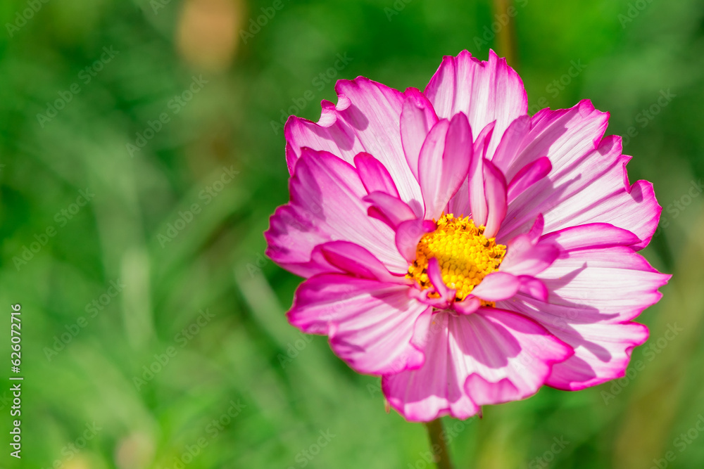 Beautiful flowers cosmos on softly blurred background.