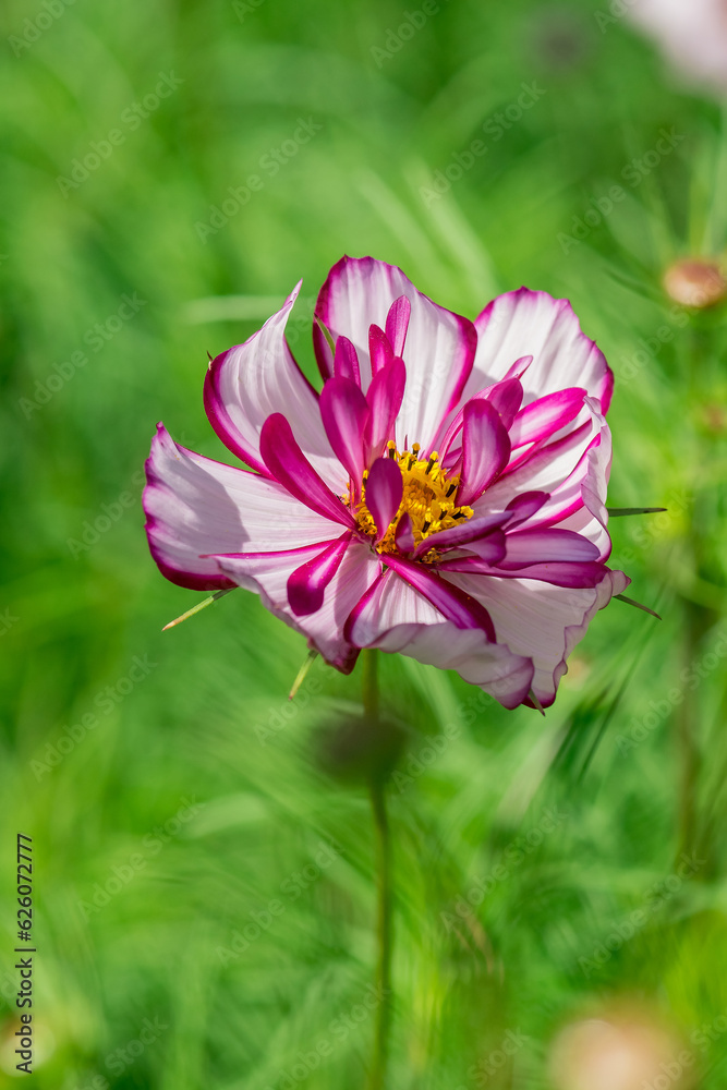 Fototapeta premium Beautiful flowers cosmos on softly blurred background.
