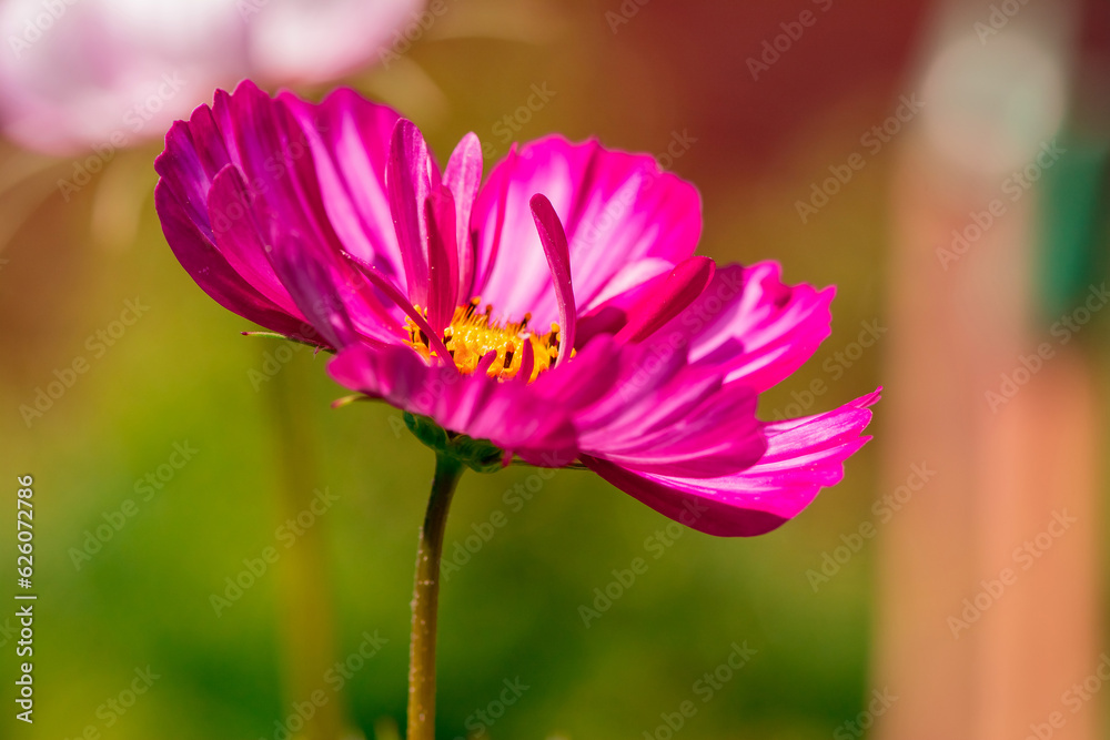 Beautiful flowers cosmos on softly blurred background. Beautiful flowers cosmos on softly blurred background.