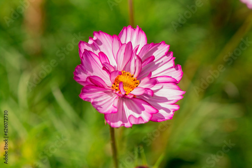 Beautiful flowers cosmos on softly blurred background.