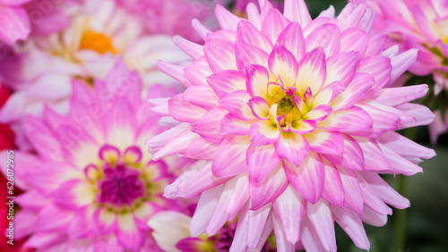 photos of colorful garden flowers