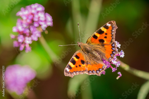 butterfly nectaring on Verbena Bonariensis in English country garden