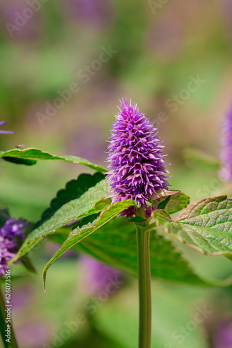 butterfly nectaring on Verbena Bonariensis in English country garden photo