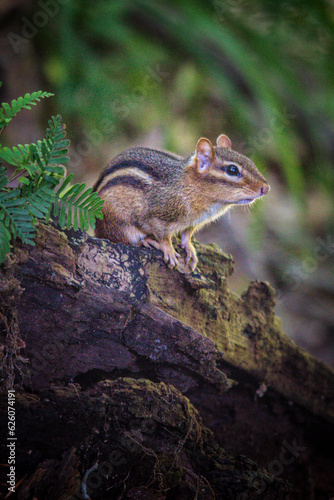 Portrait of a Eastern chipmunk in a forest.