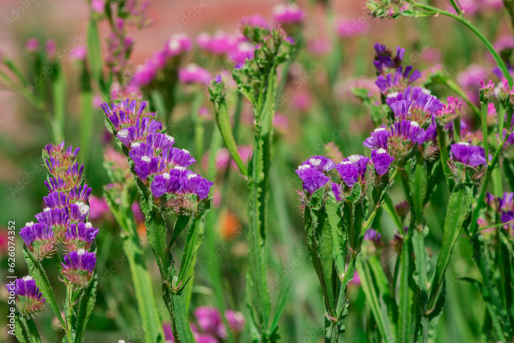 limonium sinuatum or statice salem flowers in blue, lilac, violet, pink, white, yellow colors limonium sinuatum or statice salem flowers in blue, lilac, violet, pink, white, yellow colors