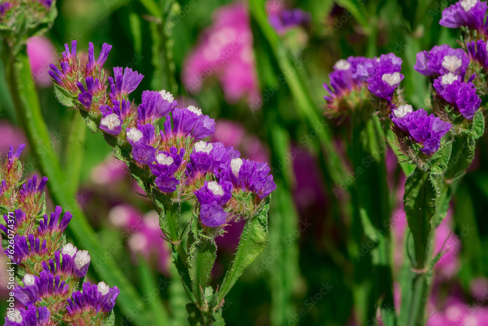 limonium sinuatum or statice salem flowers in blue, lilac, violet, pink, white, yellow colors limonium sinuatum or statice salem flowers in blue, lilac, violet, pink, white, yellow colors