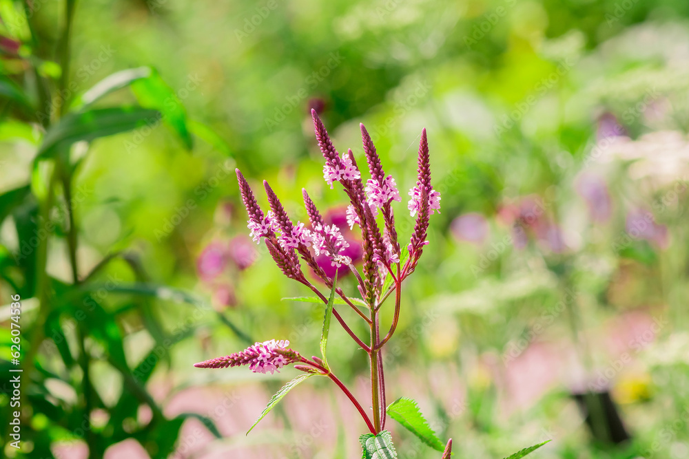 Long spike inflorescence of pink wild flowers on a background Long spike inflorescence of pink wild flowers on a background