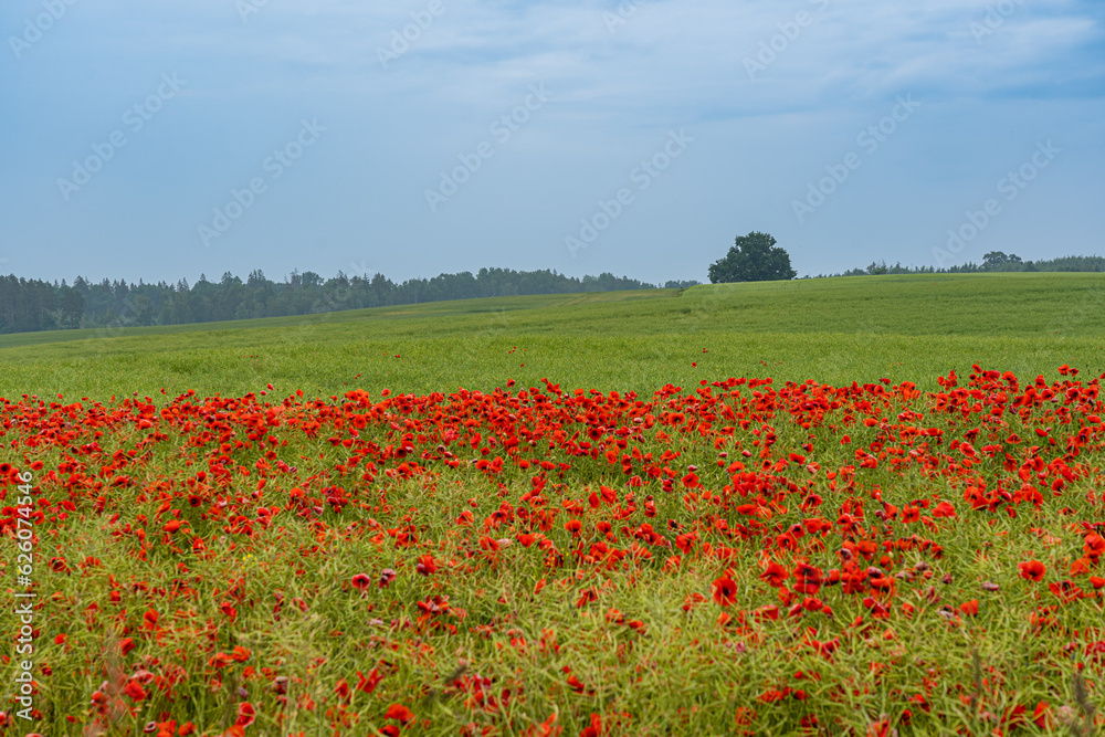 View of a field of red poppies and rape