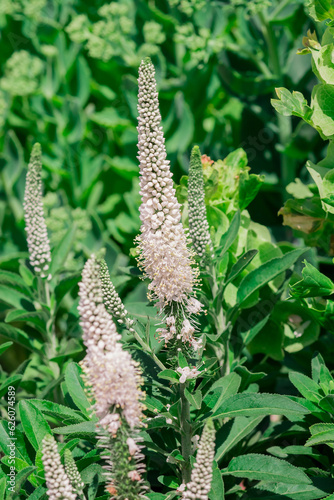 Long spike inflorescence of pink wild flowers on a background photo