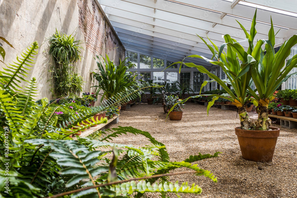 Live plants in a hothouse or greenhouse.