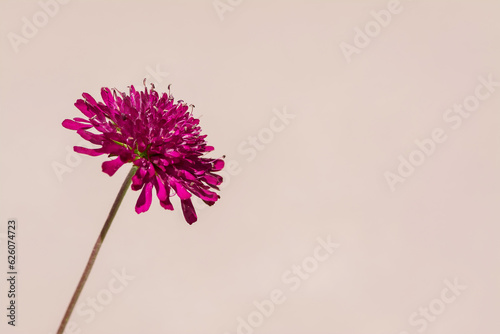 Εκτύπωση καμβά Macedonian Scabious or Widow Flower - Knautia macedonica