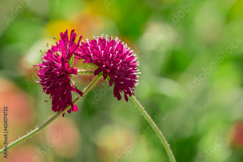 Macedonian Scabious or Widow Flower - Knautia macedonica