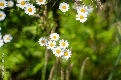 Glade of daisies among greenery in summer.
