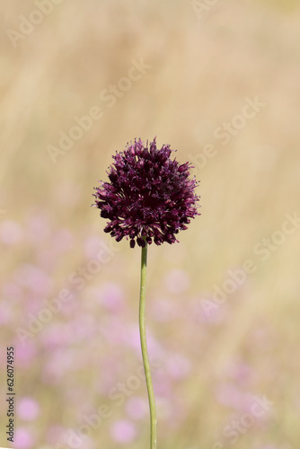 Broadleaf wild leek  Allium atroviolaceum   a species from the Amaryllidaceae