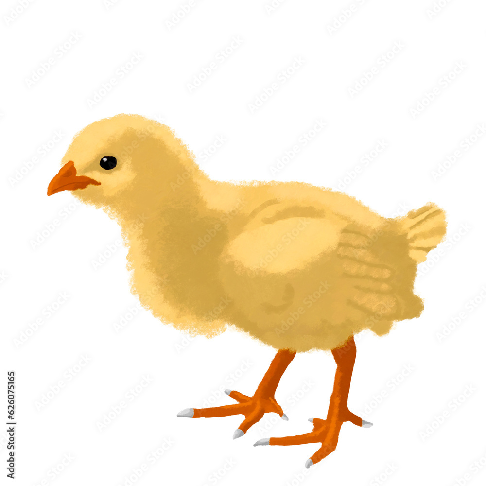 Pollito sin fondo, ilustración digital
Pollito sin fondo, ilustración digital