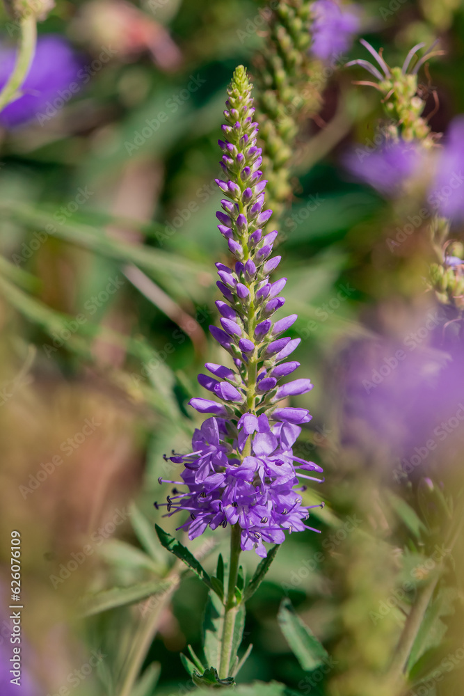 Obraz premium Summer blooming garden flower Liatris.