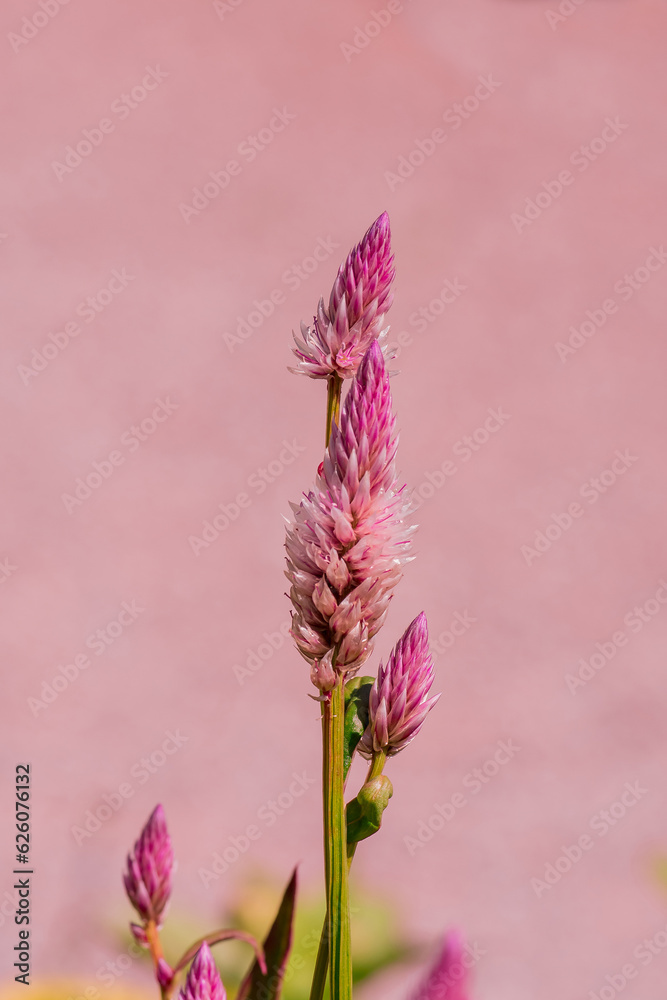 Summer blooming garden flower Liatris.