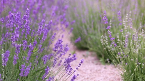 Sunset over a violet lavender field in Provence, France