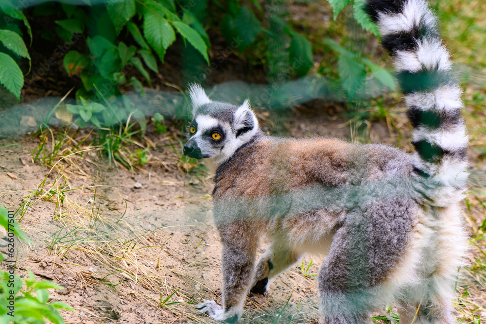 Fototapeta premium cheerful lemur in an enclosure at the zoo 18
