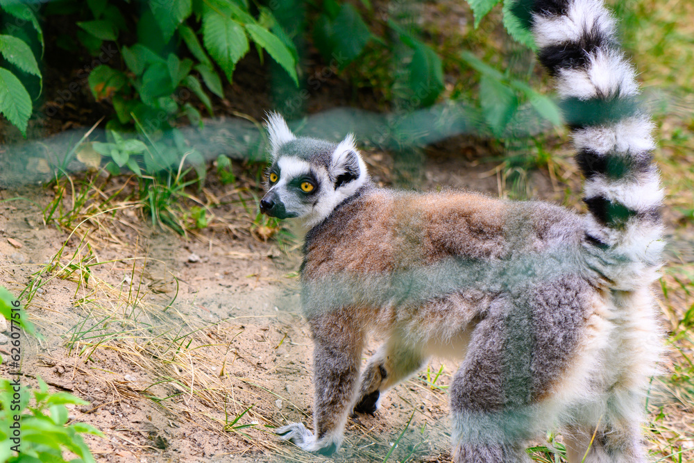 Obraz premium cheerful lemur in an enclosure at the zoo 17