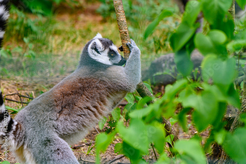 cheerful lemur in an enclosure at the zoo 16