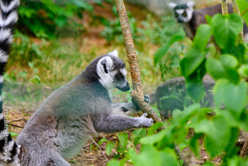 Fototapeta Naklejka Na Ścianę i Meble -  cheerful lemur in an enclosure at the zoo 15
