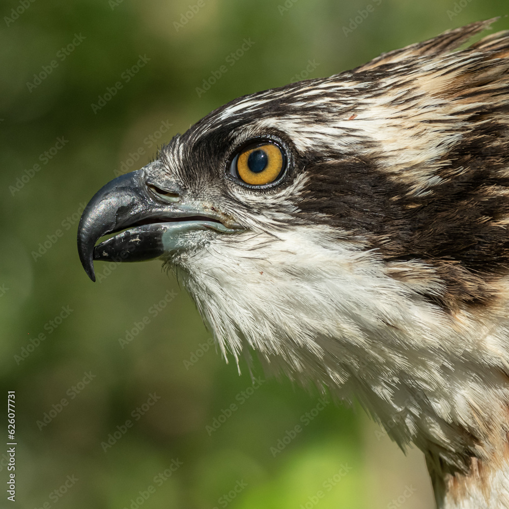 Fototapeta premium large portrait of an osprey bird of prey