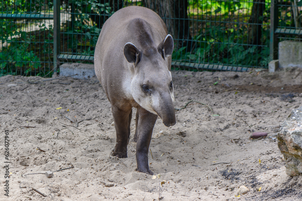Tapir in the summer at the Riga Zoo 4 Tapir in the summer at the Riga Zoo 4