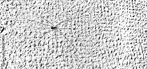 Spider on concrete wall, natural vector grunge texture with large and small grains. Original template for texture overlay, stencil in grunge style. A unique pattern for styling