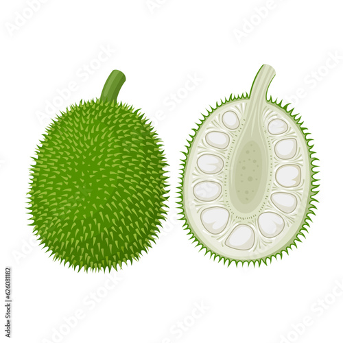 Vector illustration, whole and half breadnut, scientific name Artocarpus camansi, isolated on white background. photo