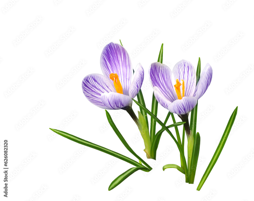 Naklejka premium クロッカス 3月撮影