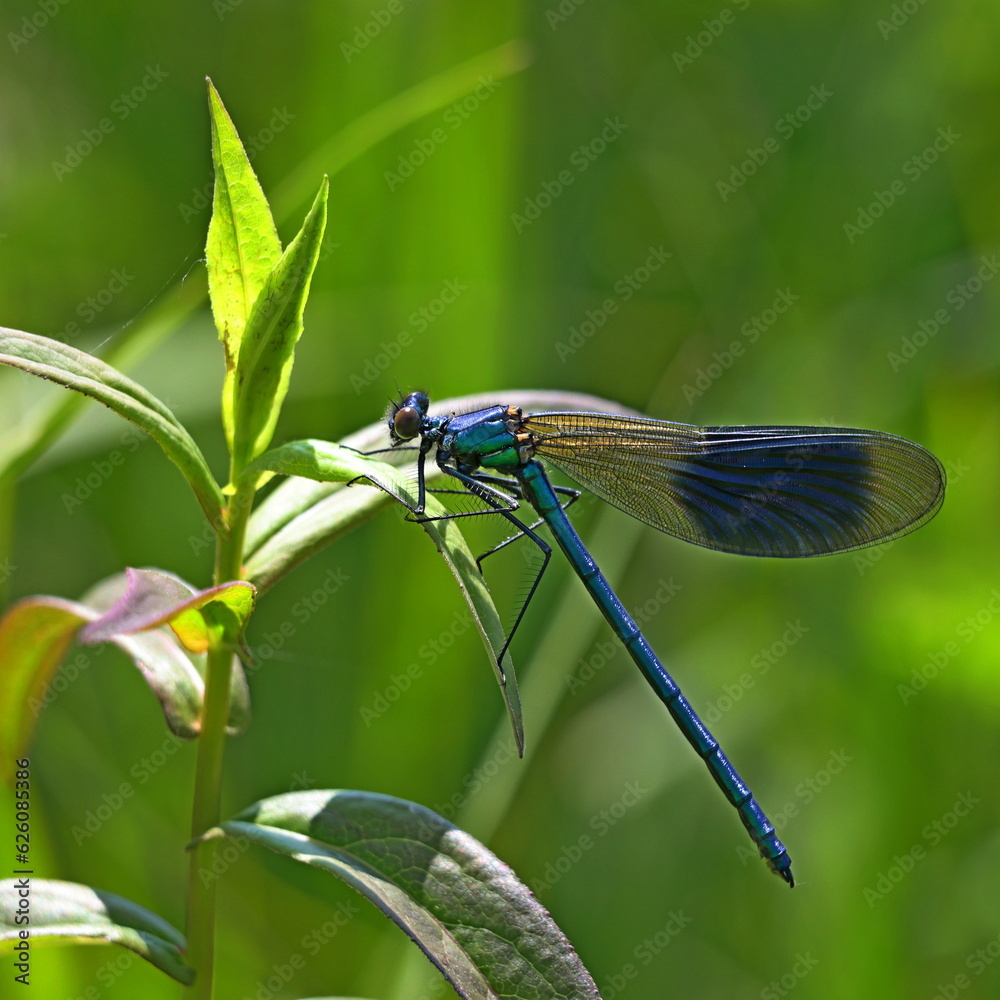 Prachtlibelle Prachtlibelle