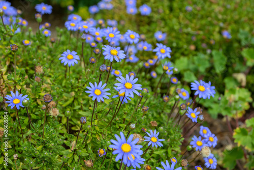 Felicia amelloides celestial blue flowers with yellow center photo