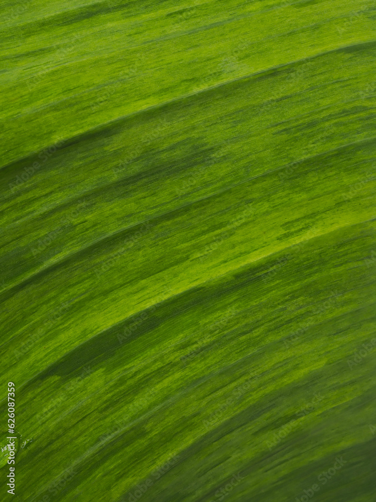 Green leaf texture for natural background Green leaf texture for natural background