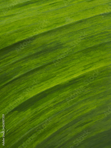Green leaf texture for natural background