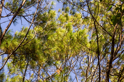 Pinus merkusii, the Merkus pine or Sumatran pine canopy photo