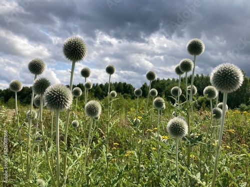 Field with globe thistles and cloudy sky photo