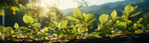 Whispers of Light: Forest's Gentle Glow Panoramic 