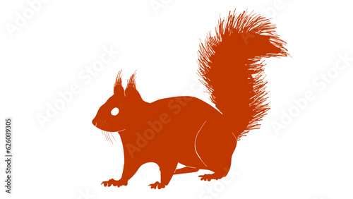 Red squirrel