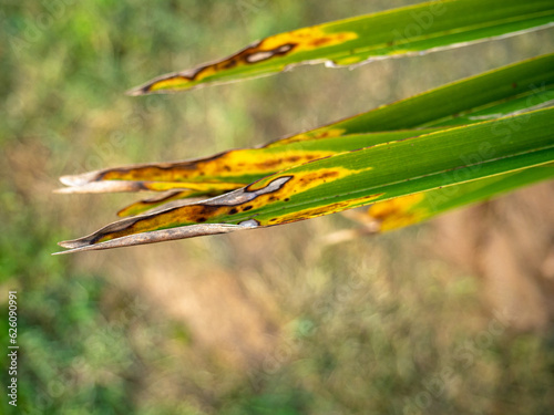 Yellowed tips of palm leaves. Sick leaves. Aging foliage of a tropical tree.